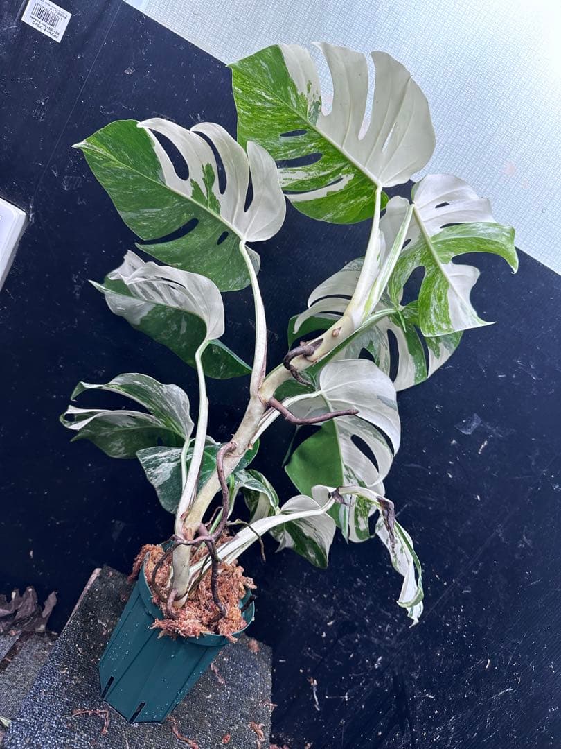 a*u様 斑入りモンステラ ホワイトタイガー極美大株70cm白斑多