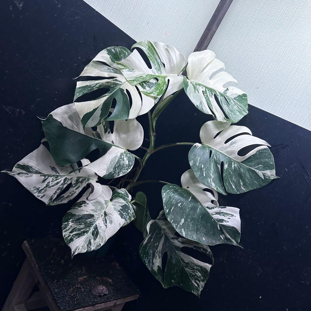 a*u様 斑入りモンステラ ホワイトタイガー極美大株70cm白斑多