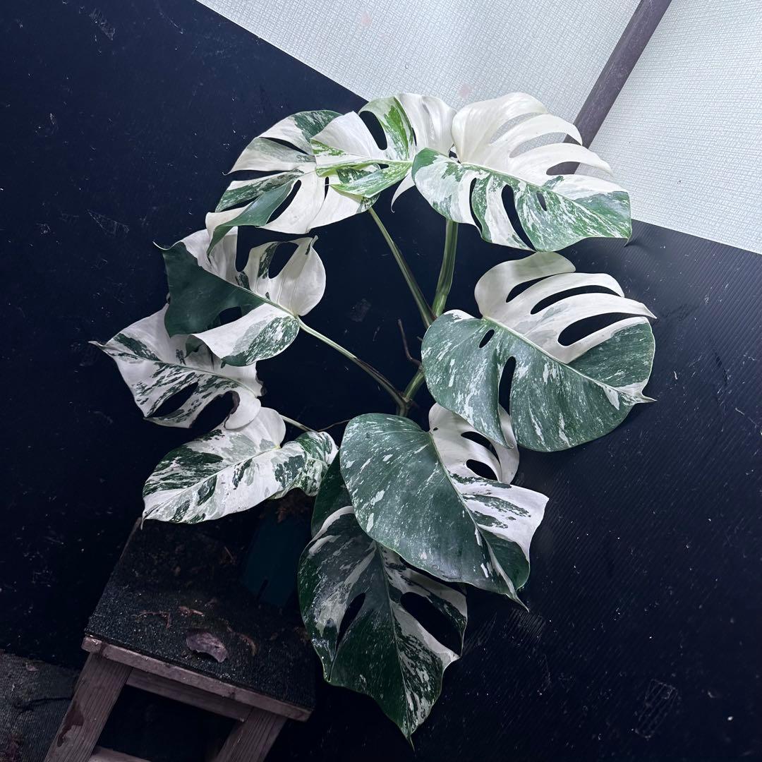 a*u様 斑入りモンステラ ホワイトタイガー極美大株70cm白斑多
