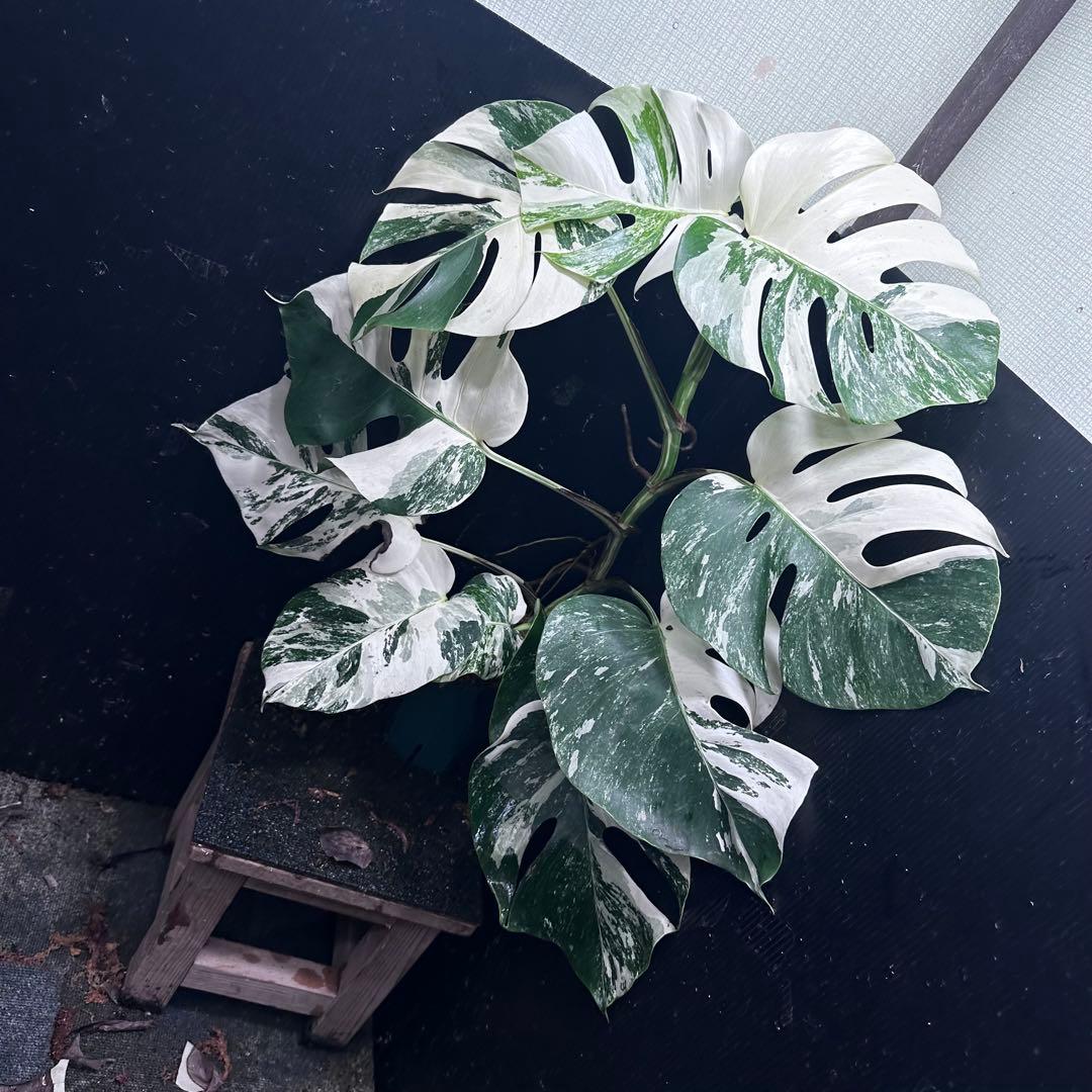 a*u様 斑入りモンステラ ホワイトタイガー極美大株70cm白斑多