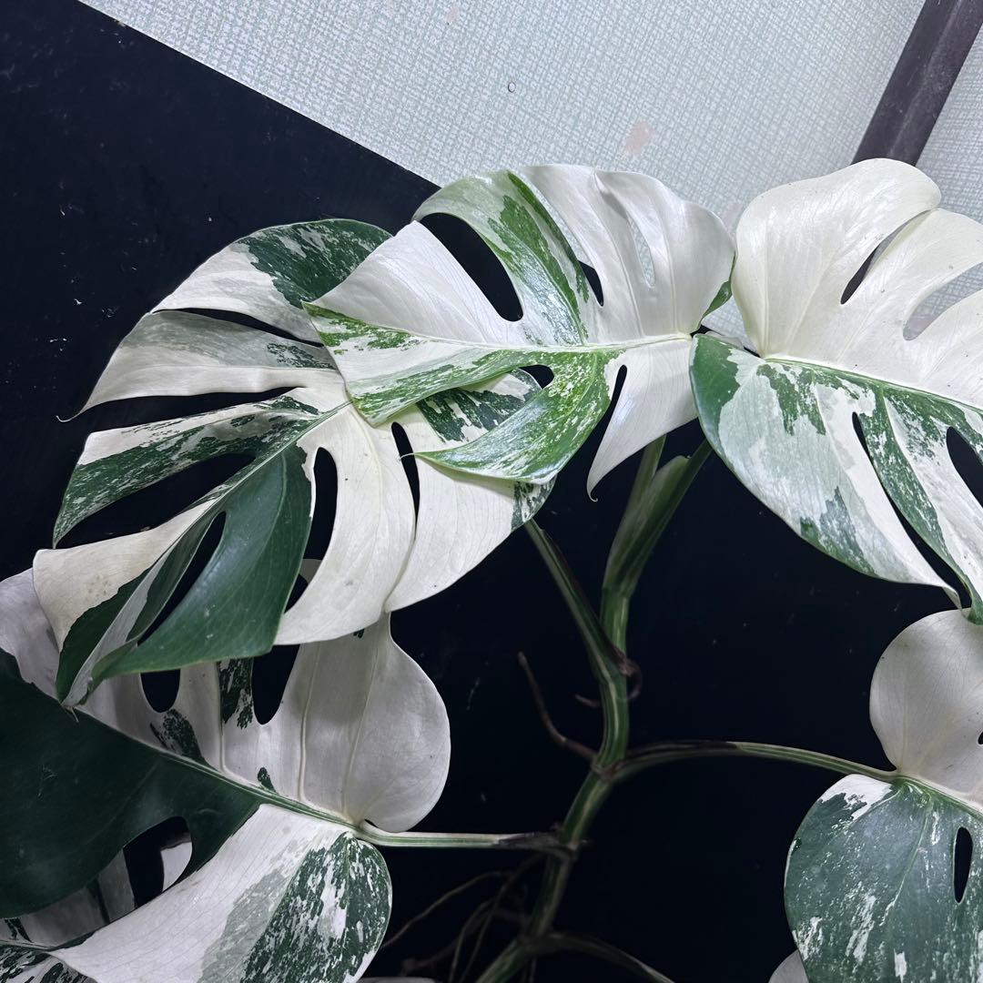 a*u様 斑入りモンステラ ホワイトタイガー極美大株70cm白斑多