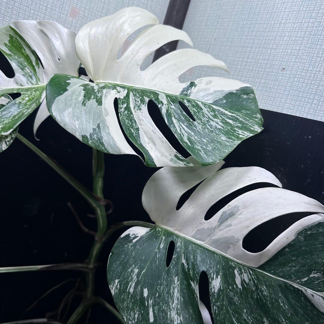 a*u様 斑入りモンステラ ホワイトタイガー極美大株70cm白斑多