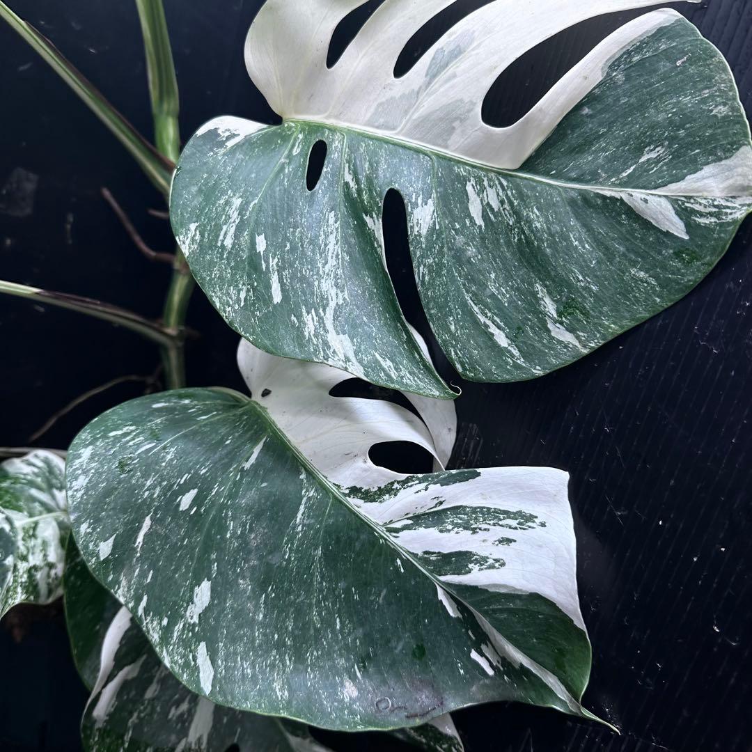 a*u様 斑入りモンステラ ホワイトタイガー極美大株70cm白斑多
