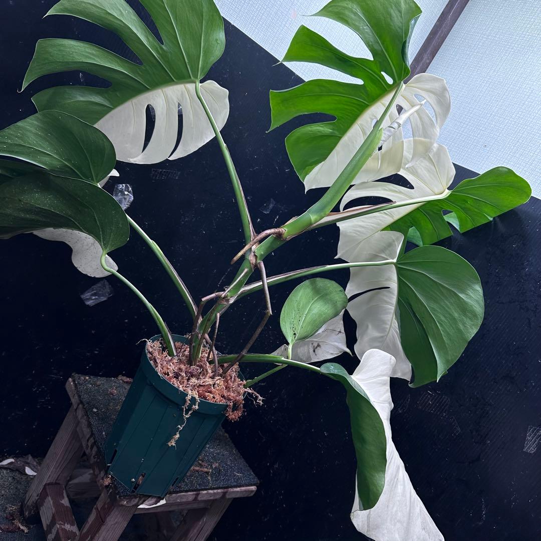 万*e様 モンステラ斑入りハーフムーンホワイトタイガー極美斑入り73cmレア