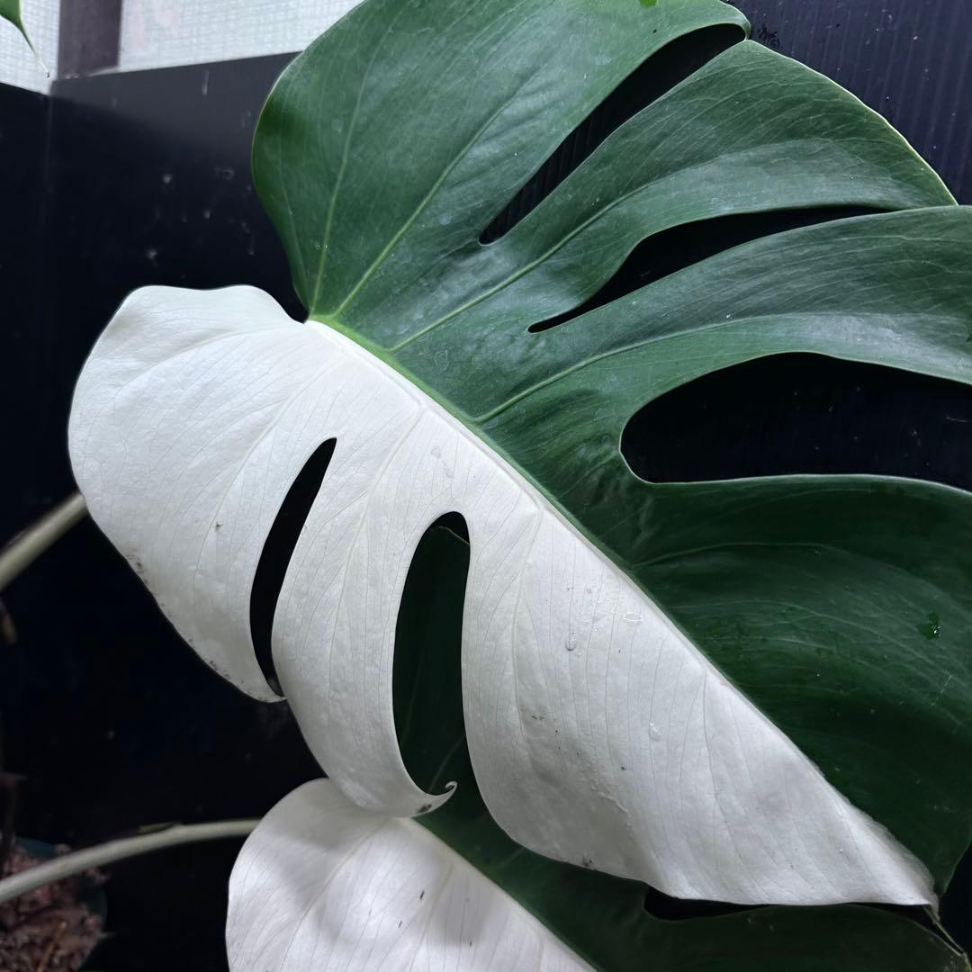 万*e様 モンステラ斑入りハーフムーンホワイトタイガー極美斑入り73cmレア