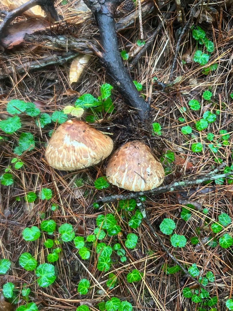 岩手県産松茸 265ｇ 今日の採れたて午後15時に採りました！