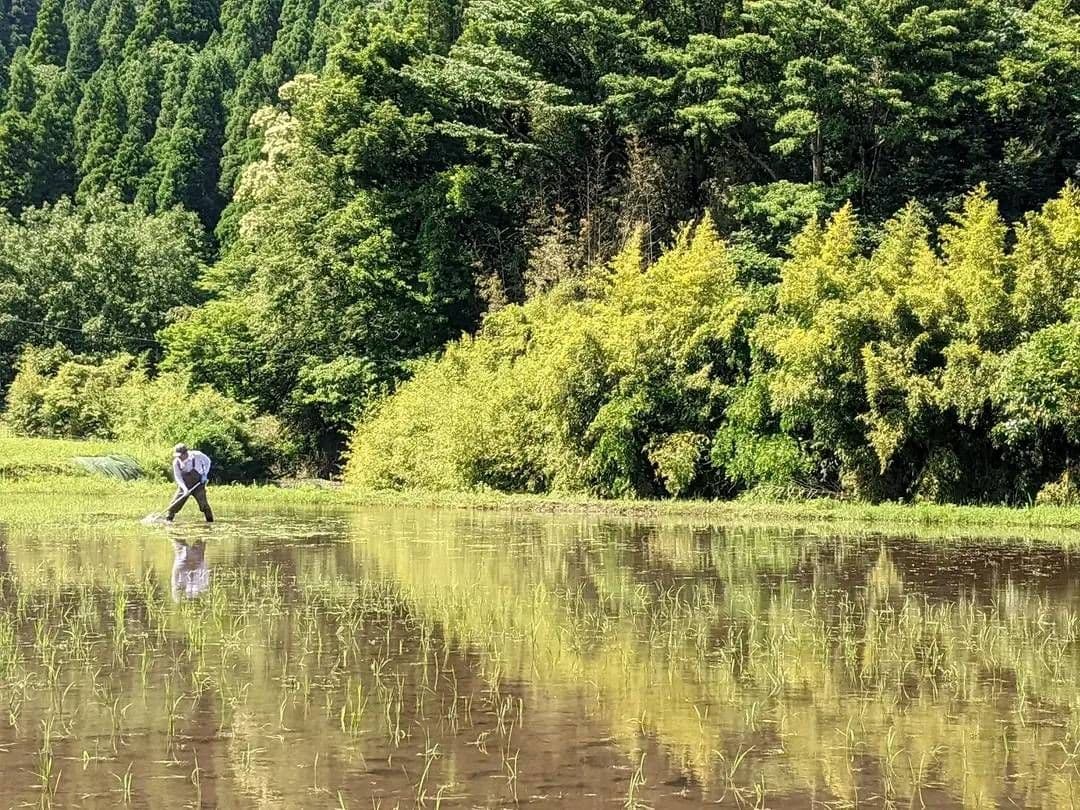 ★自然栽培米　玄米20kg(5kg×4)　令和7年度　熊本県産　森のくまさん★