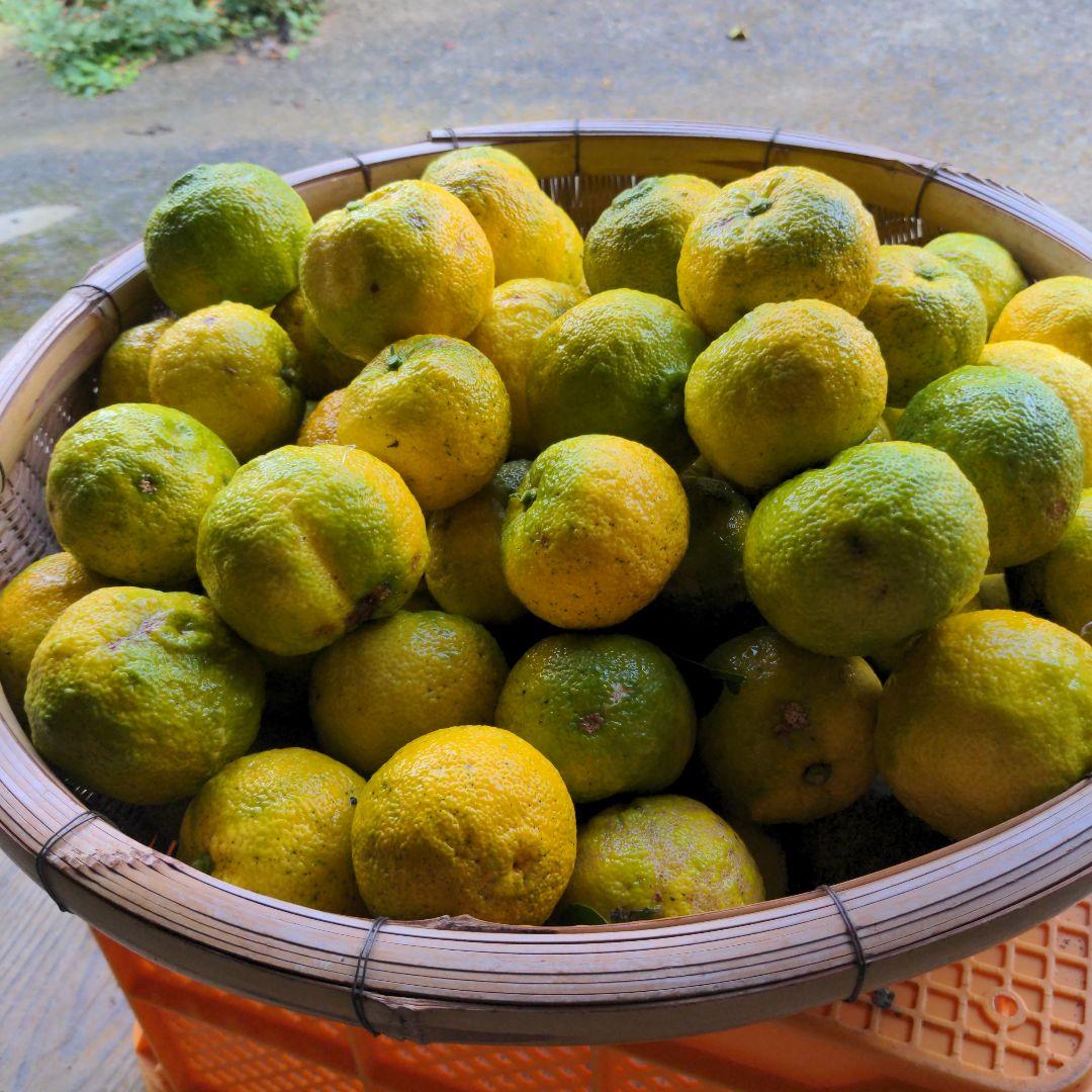ゆず２０kg。鍋料理、ポン酢、柚子胡椒、うどん、そば、おでん、柚子味噌、ジャム