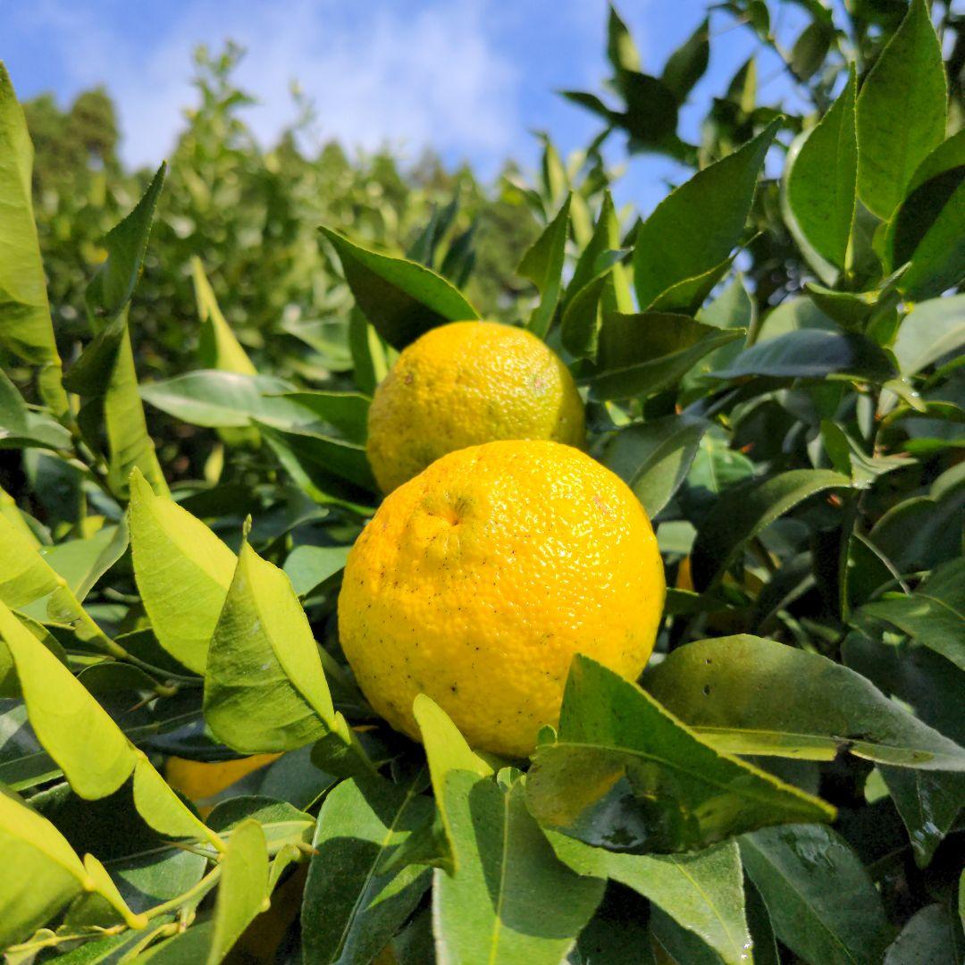 ゆず２０kg。鍋料理、ポン酢、柚子胡椒、うどん、そば、おでん、柚子味噌、ジャム