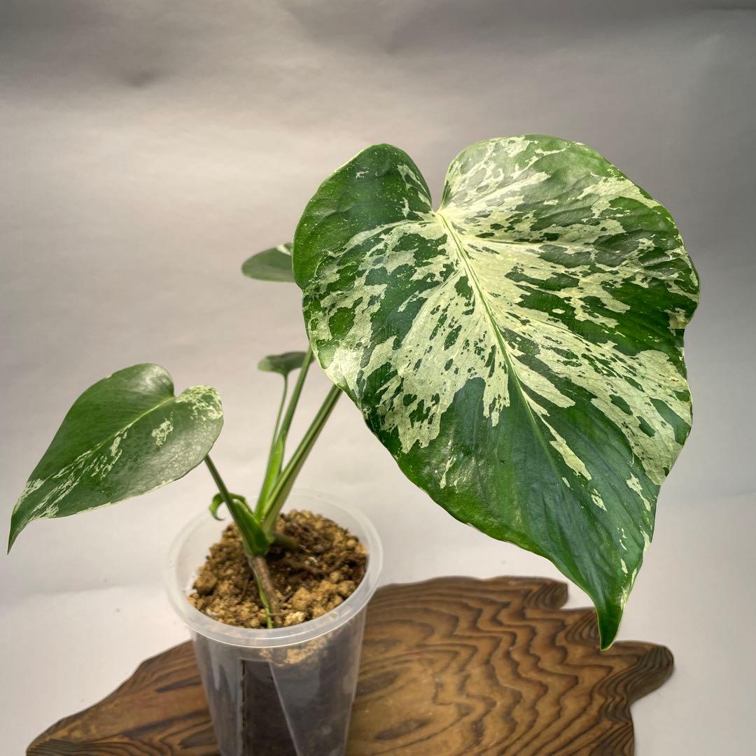 わ*ち様 L020品種保証！Bulbasaurモンステラ・フシギダネ　順化済み