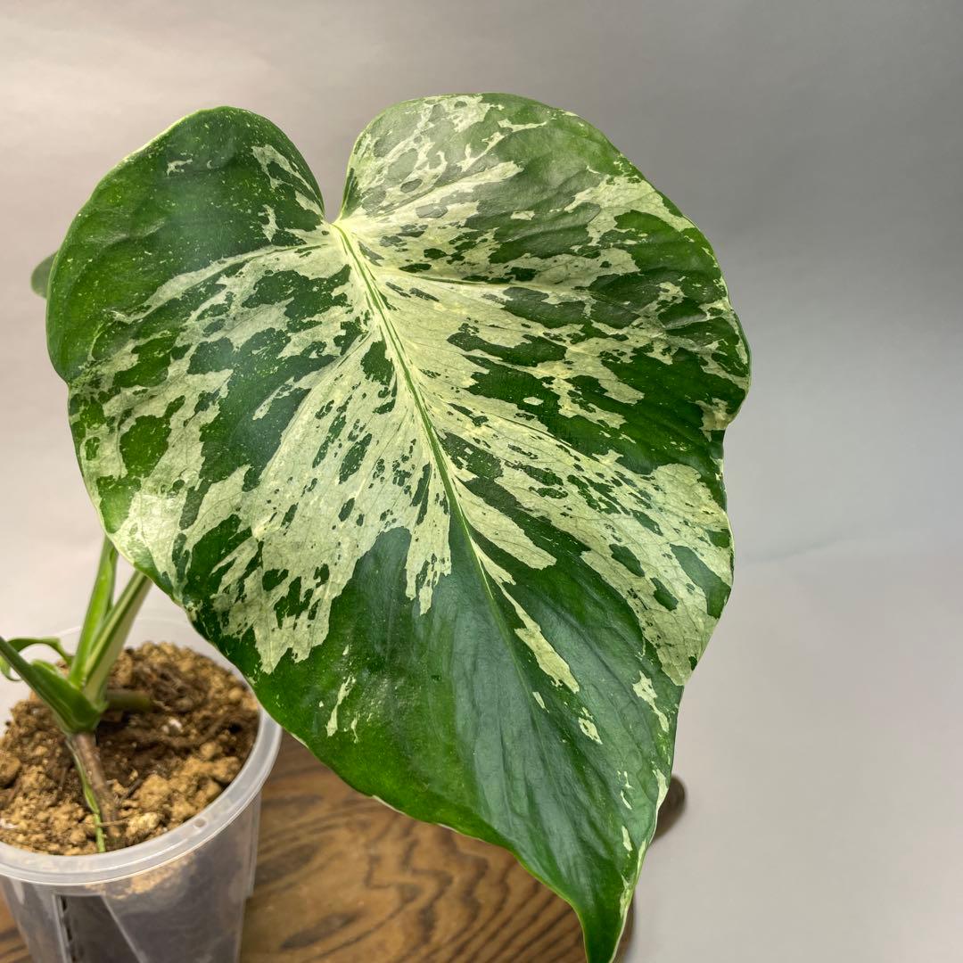 わ*ち様 L020品種保証！Bulbasaurモンステラ・フシギダネ　順化済み