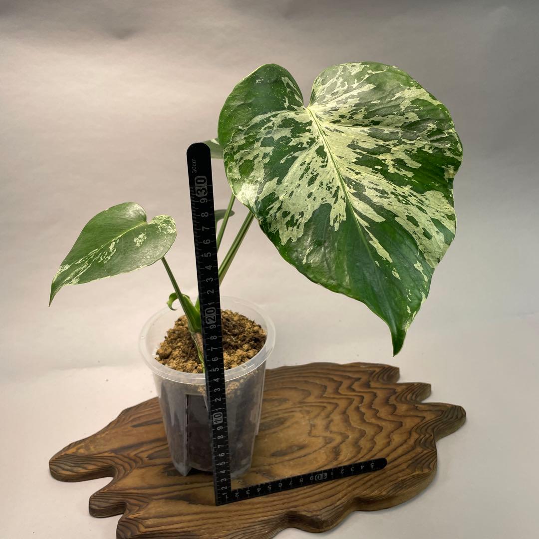 わ*ち様 L020品種保証！Bulbasaurモンステラ・フシギダネ　順化済み