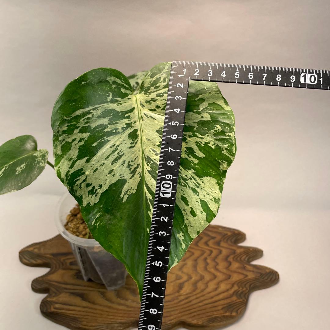 わ*ち様 L020品種保証！Bulbasaurモンステラ・フシギダネ　順化済み