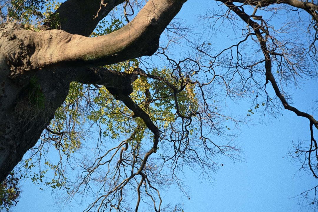 LEICA VARIO-ELMAR Rマウント28-70mm F3.5-4.5