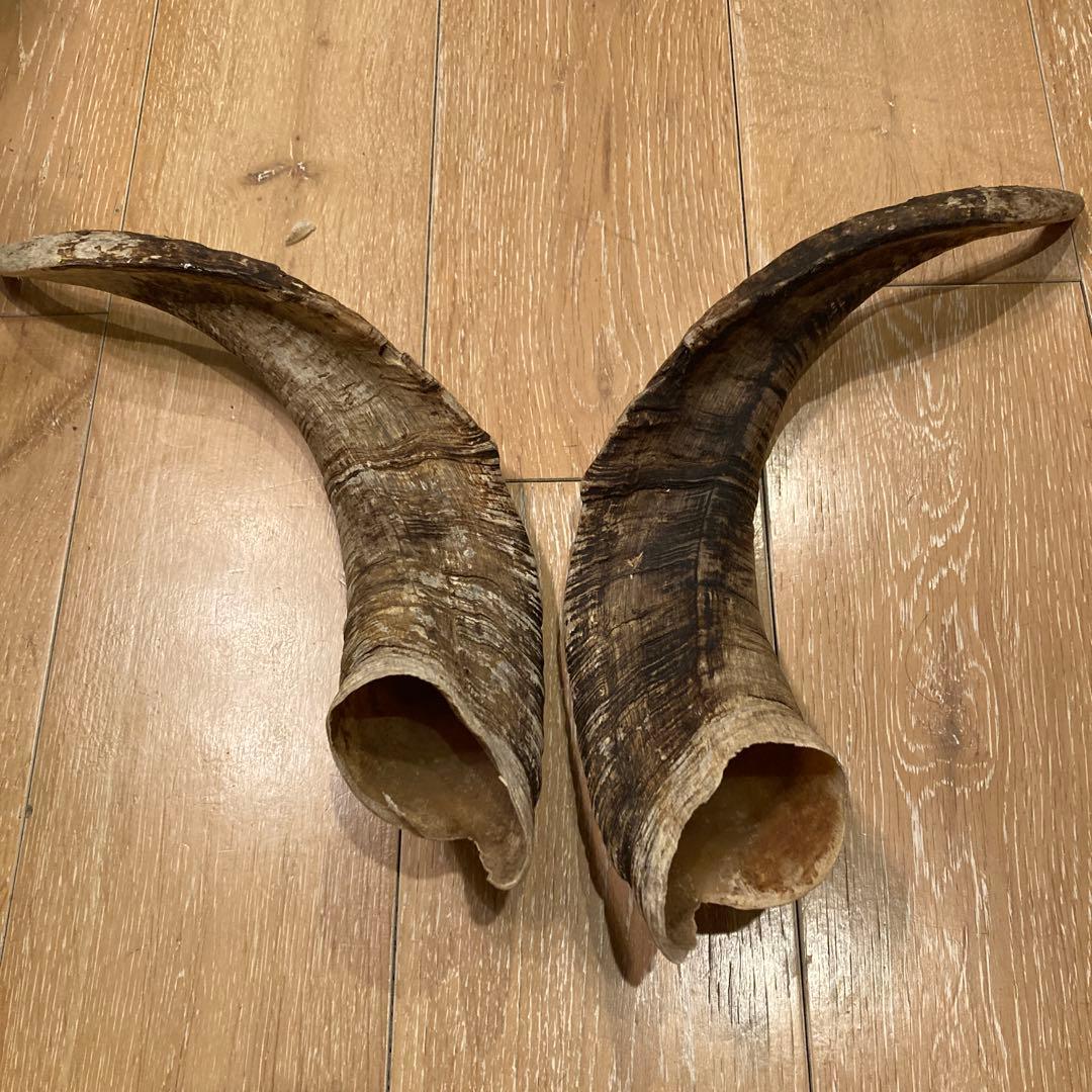 天然素材 山羊の角