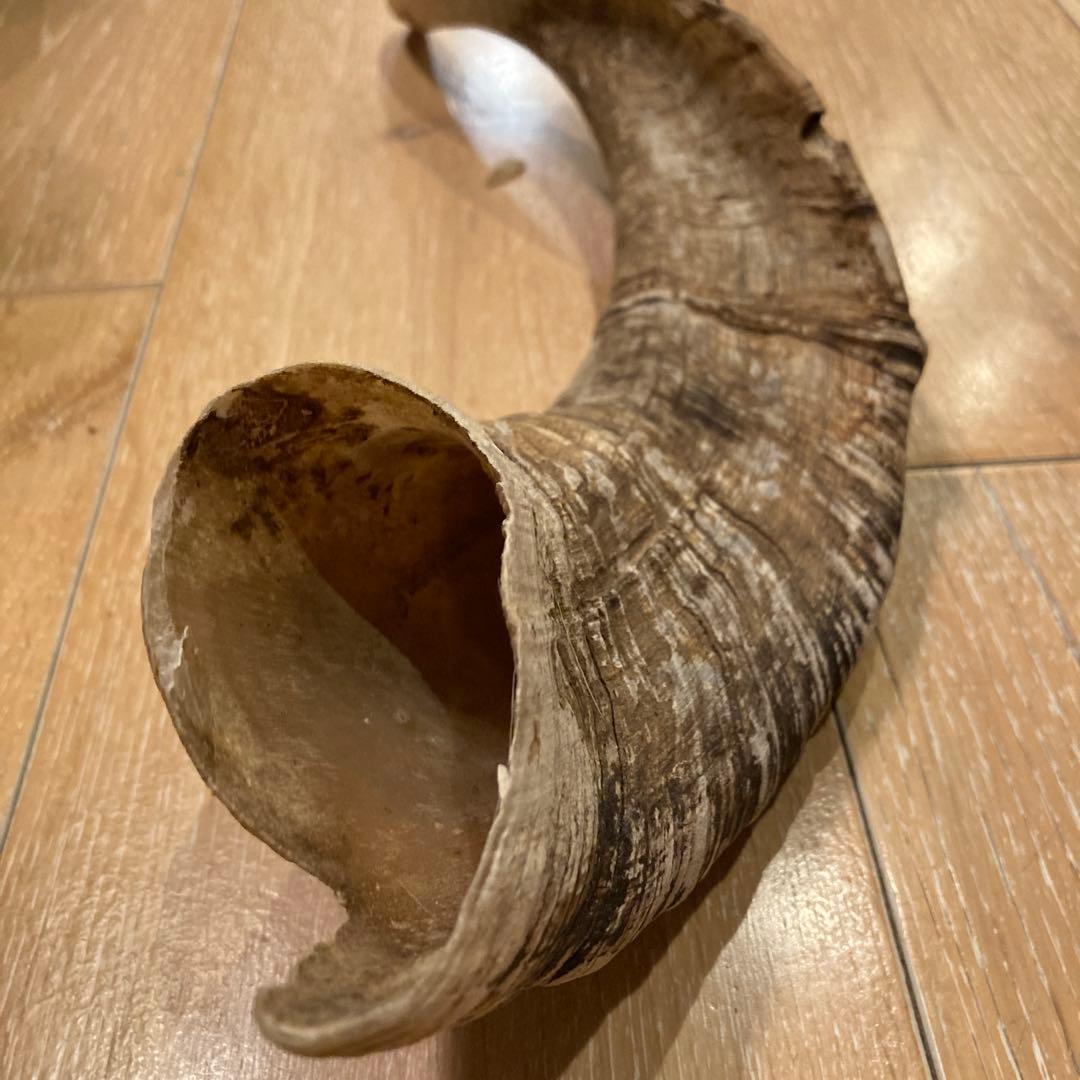 天然素材 山羊の角