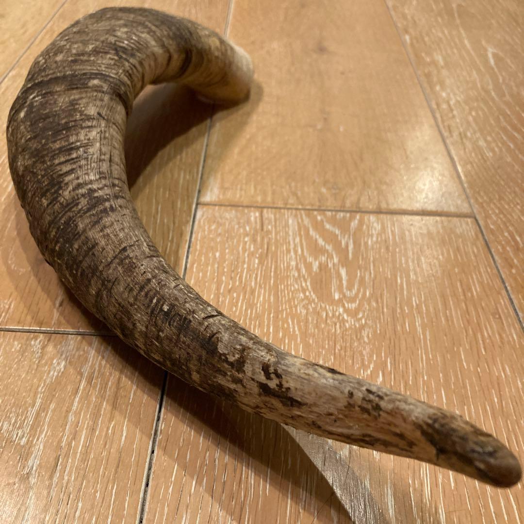 天然素材 山羊の角