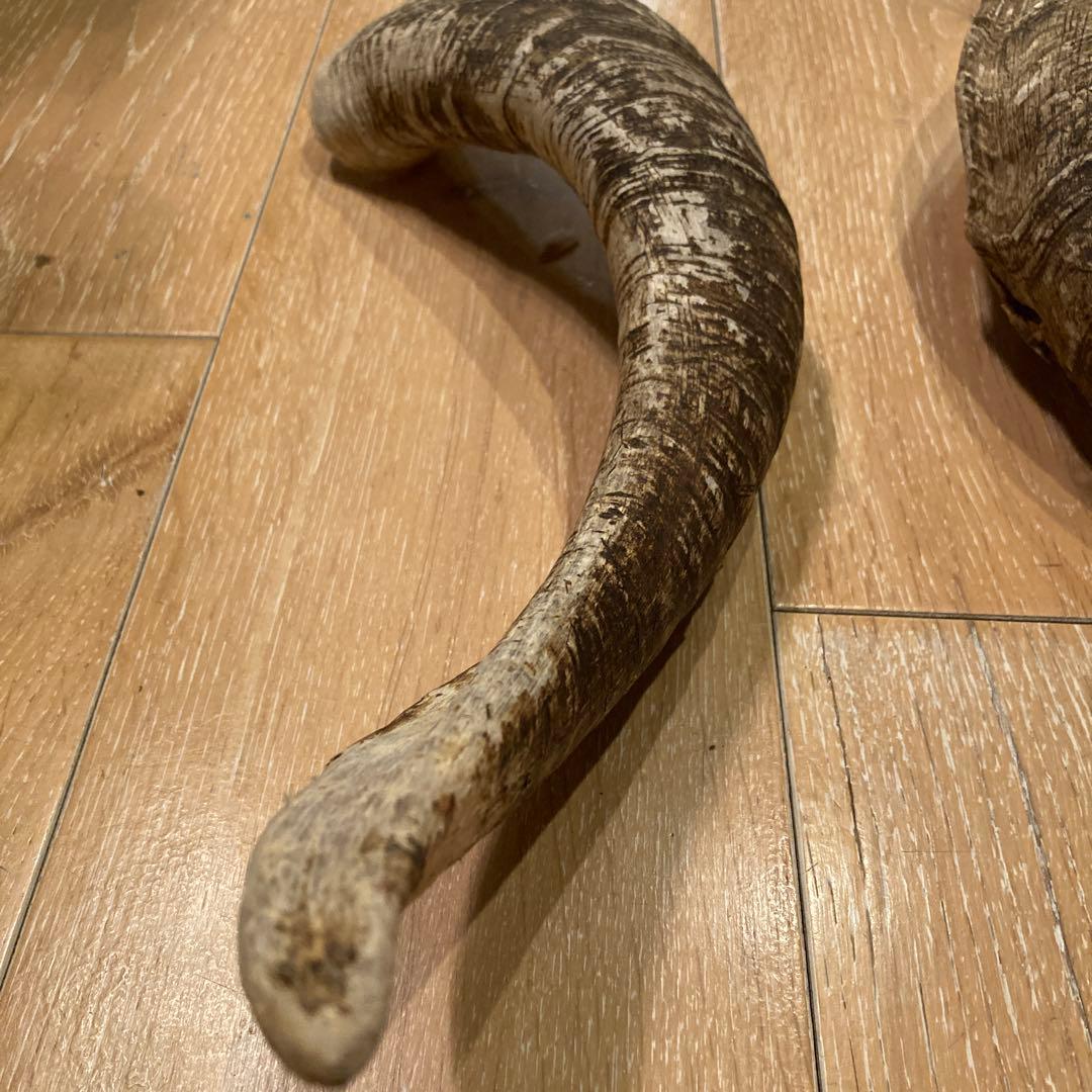 天然素材 山羊の角