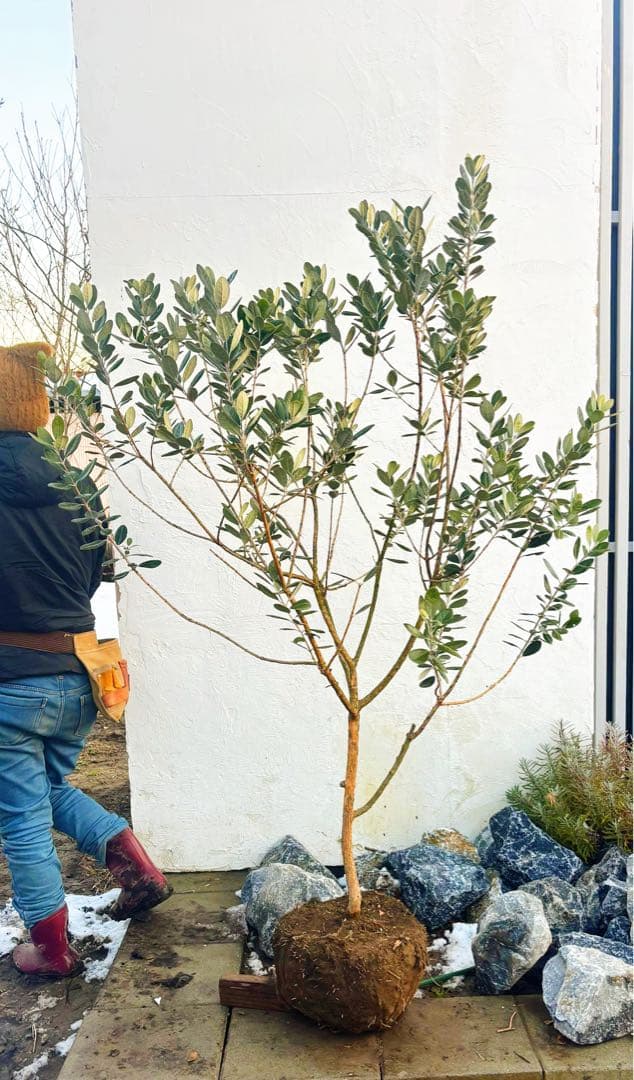 saTOshiおまとめリクエスト仕立てフェイジョア1.6M(鉢底から品番D