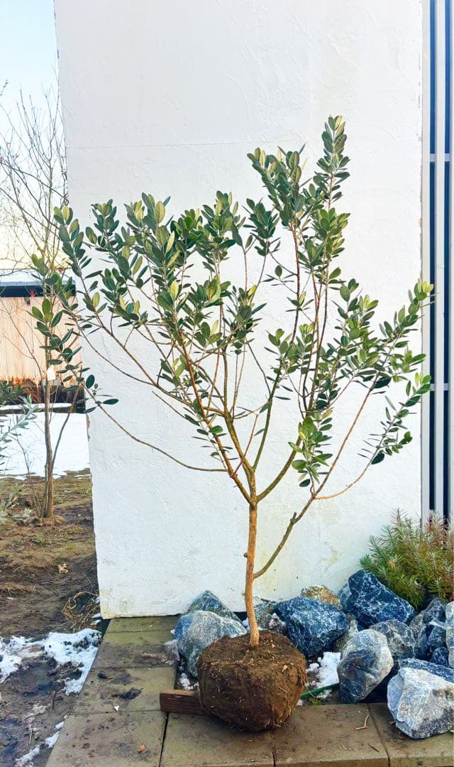 saTOshiおまとめリクエスト仕立てフェイジョア1.6M(鉢底から品番D