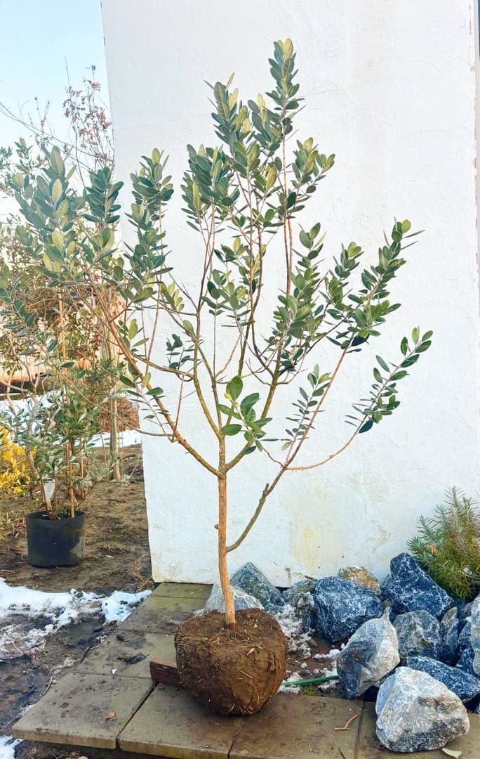 saTOshiおまとめリクエスト仕立てフェイジョア1.6M(鉢底から品番D