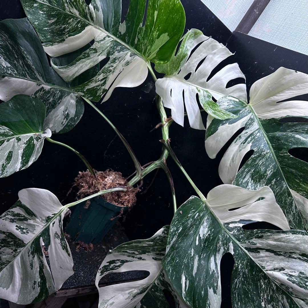 S*T様 斑入りモンステラ ホワイトタイガー極美大株69cm白斑多