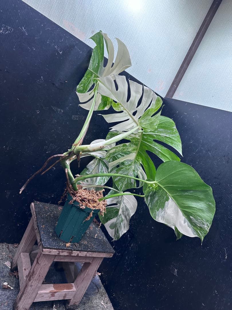 S*T様 斑入りモンステラ ホワイトタイガー極美大株69cm白斑多
