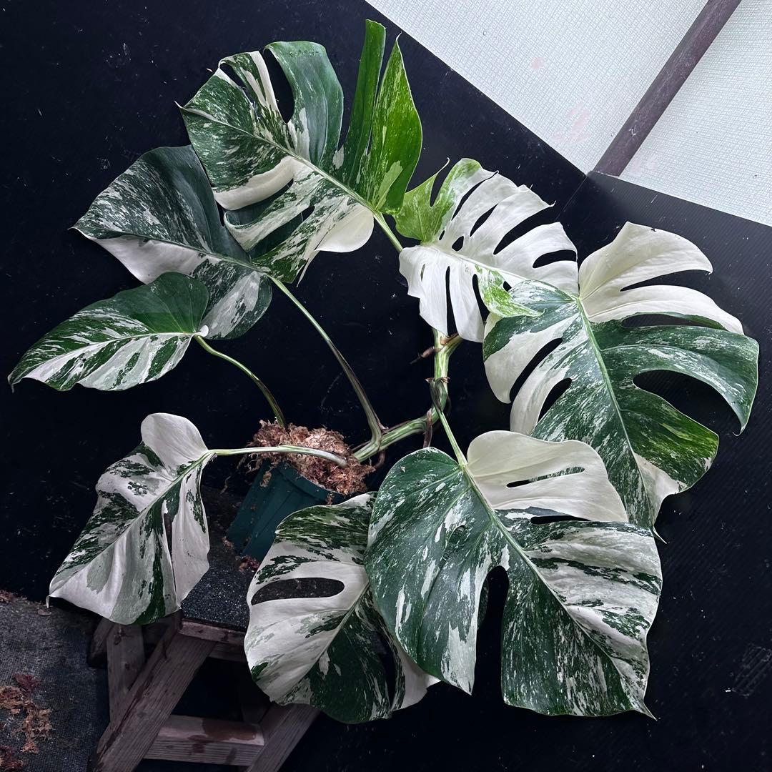 S*T様 斑入りモンステラ ホワイトタイガー極美大株69cm白斑多