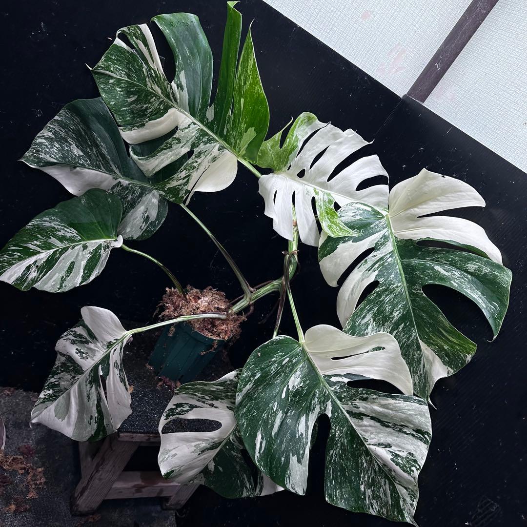 S*T様 斑入りモンステラ ホワイトタイガー極美大株69cm白斑多
