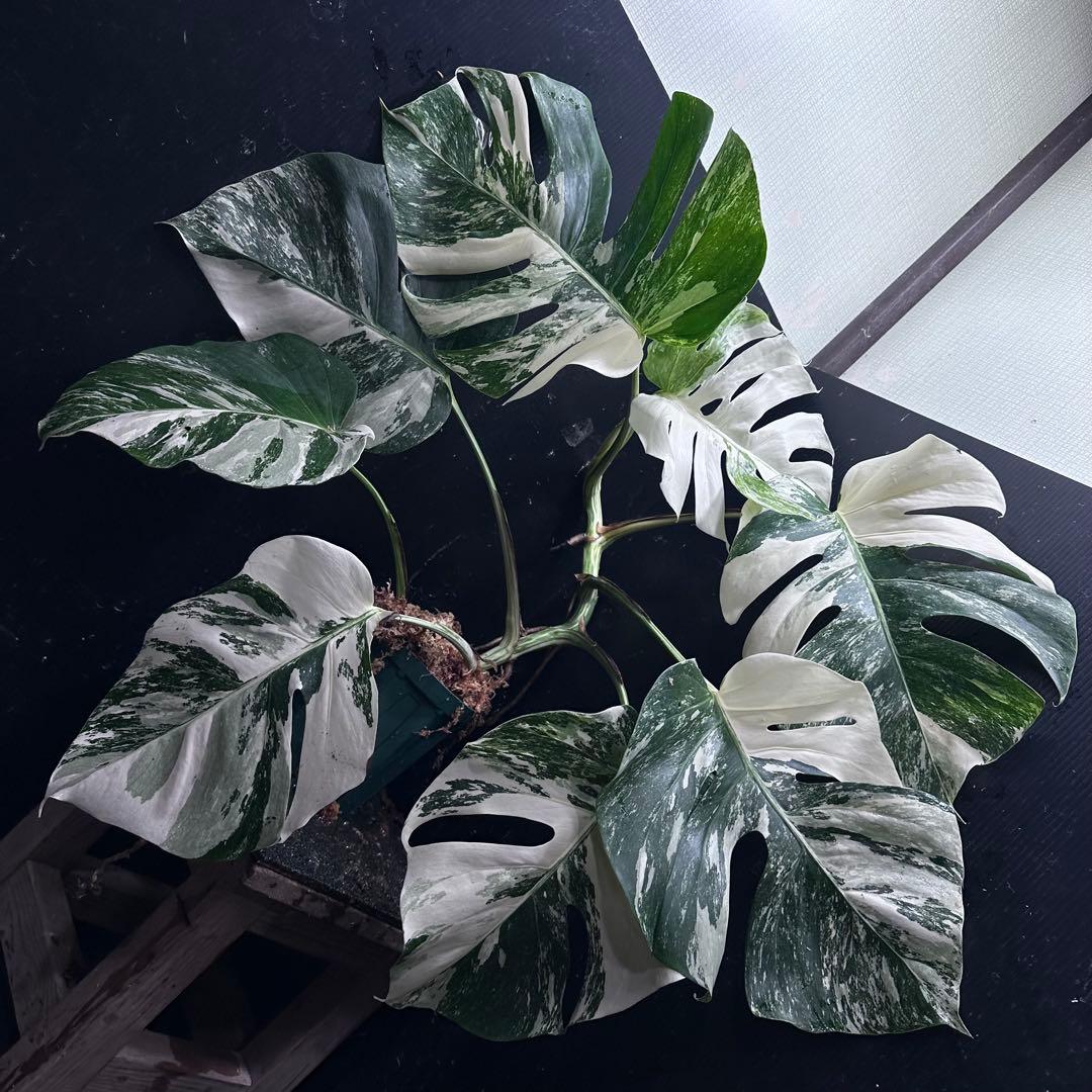 S*T様 斑入りモンステラ ホワイトタイガー極美大株69cm白斑多