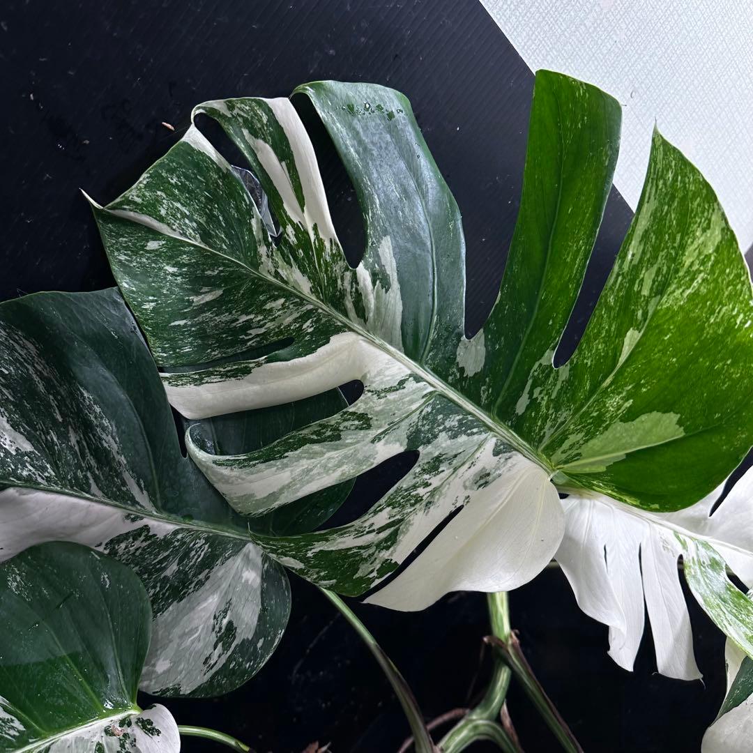 S*T様 斑入りモンステラ ホワイトタイガー極美大株69cm白斑多
