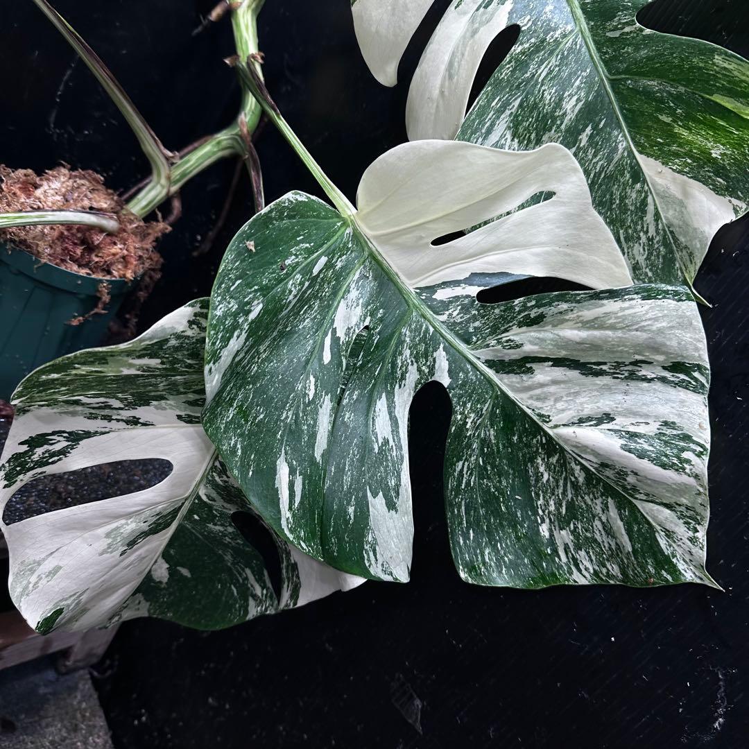 S*T様 斑入りモンステラ ホワイトタイガー極美大株69cm白斑多