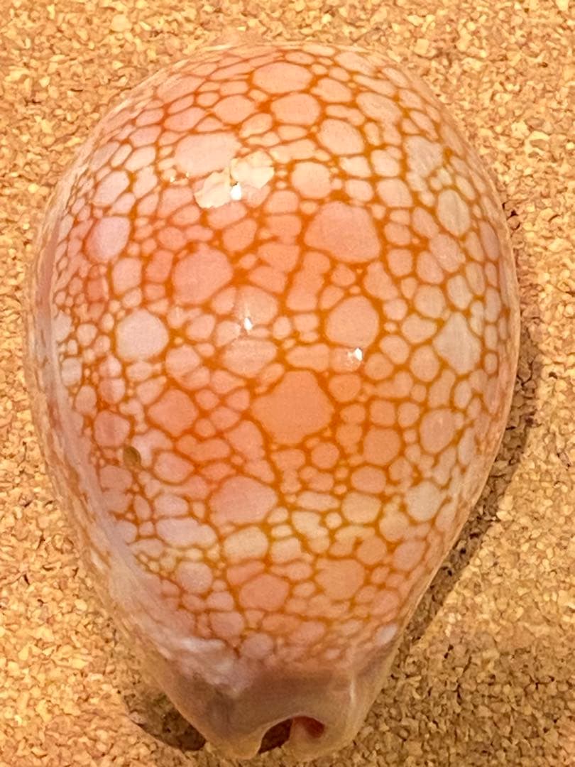 サラサタカラガイ　特大　85.1ミリ