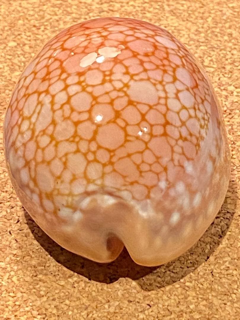 サラサタカラガイ　特大　85.1ミリ