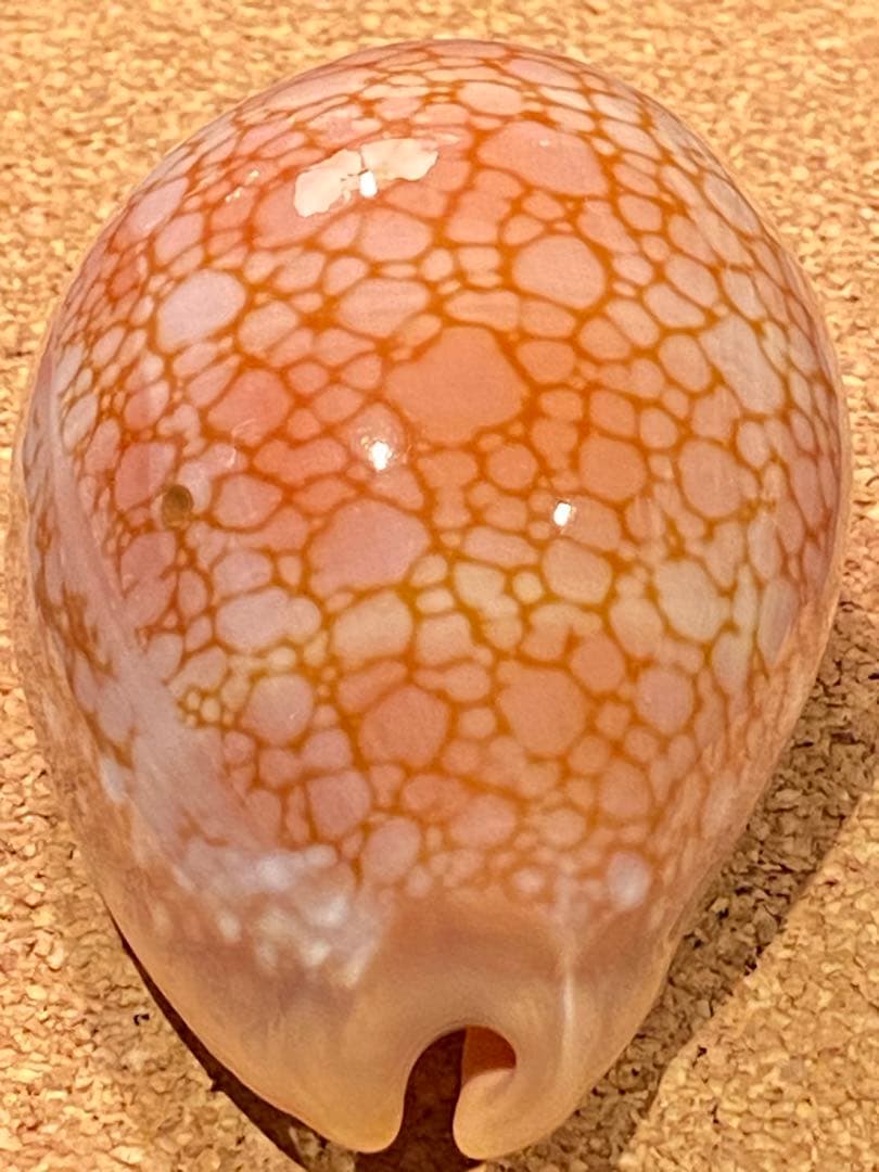 サラサタカラガイ　特大　85.1ミリ