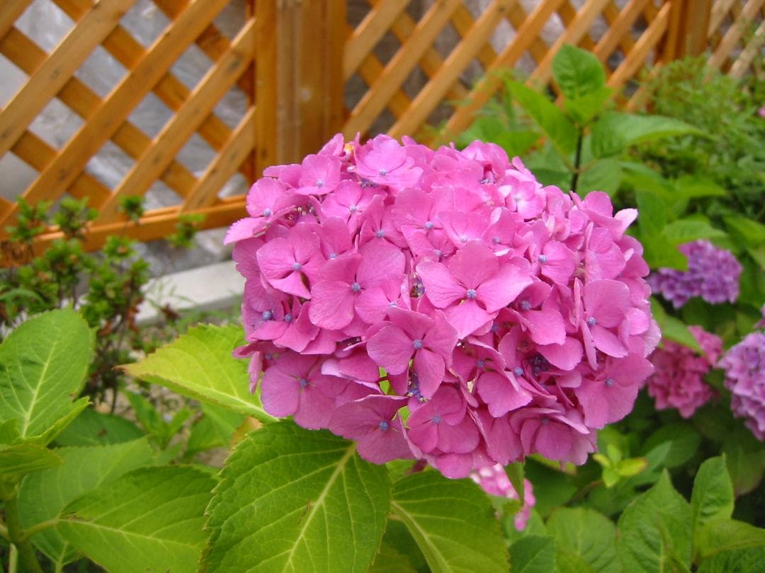 【動作確認済】Canon IXY Digital 300a