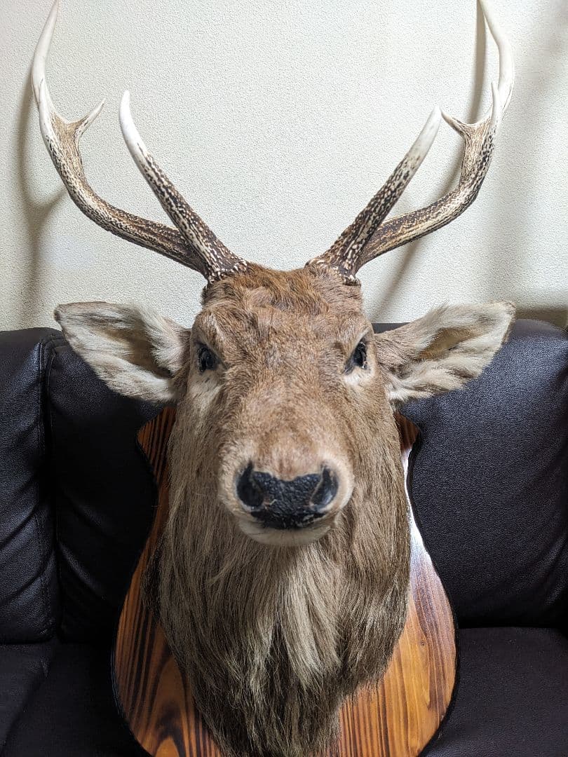 蝦夷鹿の頭部剥製