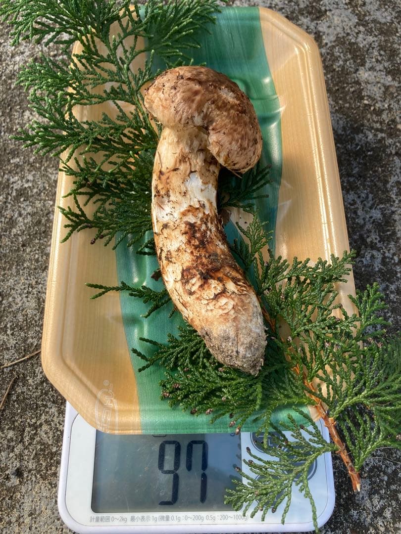 松茸　雑キノコセット　鍋やすき焼きの具材にどうぞ