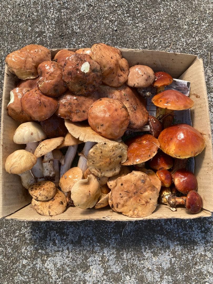 松茸　雑キノコセット　鍋やすき焼きの具材にどうぞ