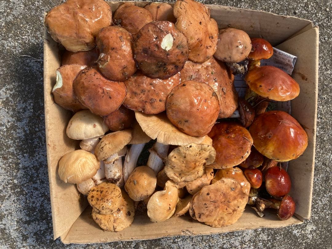 松茸　雑キノコセット　鍋やすき焼きの具材にどうぞ