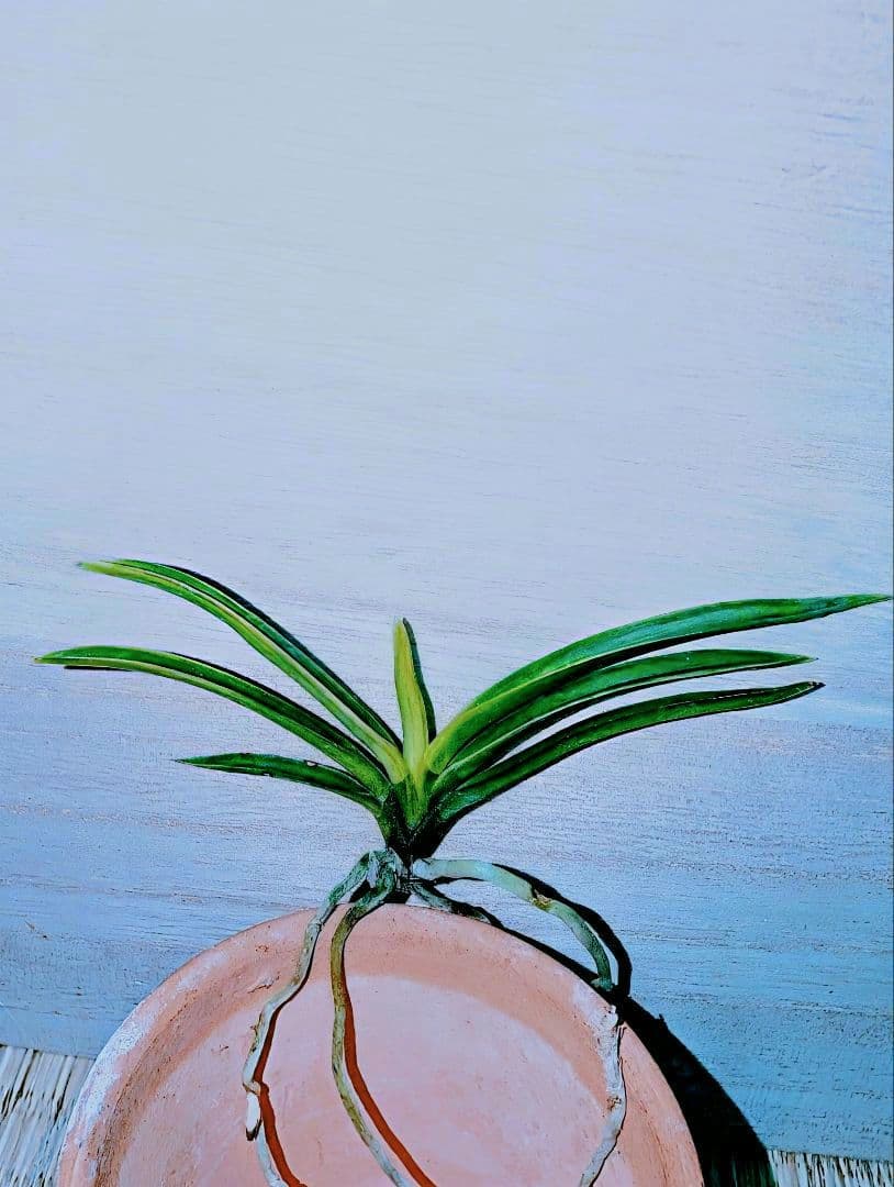 富貴蘭　亀谷金牡丹縞