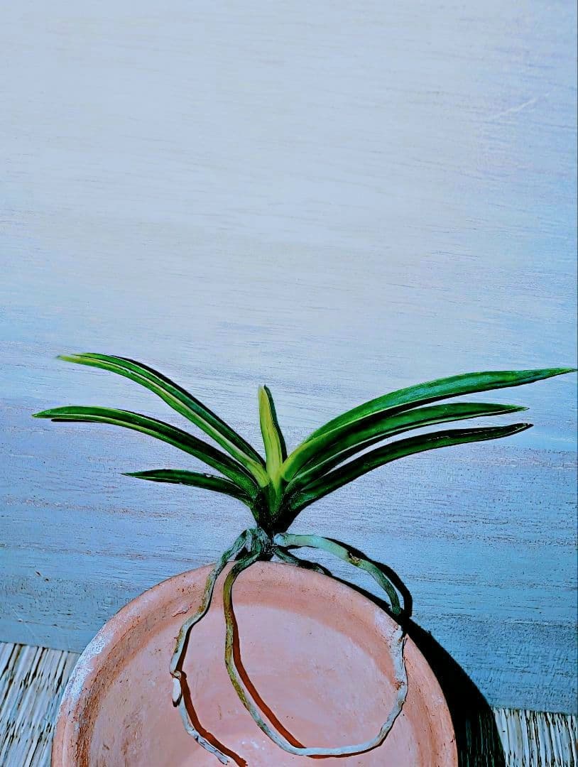 富貴蘭　亀谷金牡丹縞