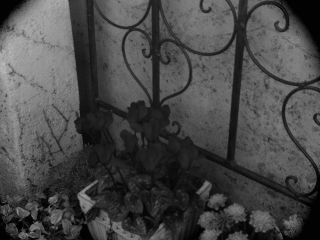 セール　HOLGA デジタルカメラ ピンク