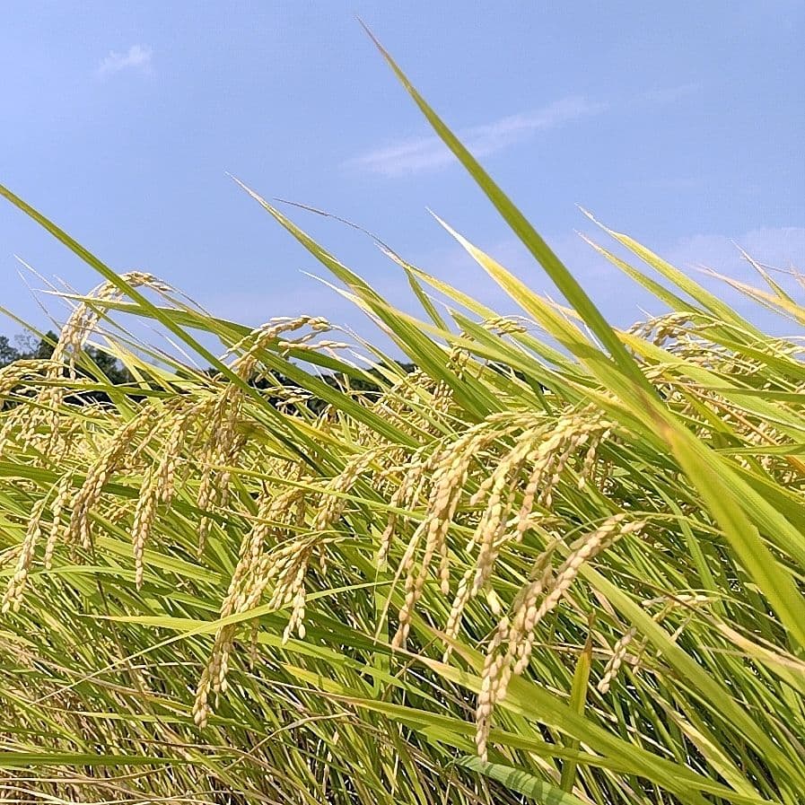 令和7年産 茨城県産 コシヒカリ 白米 精米代込み 10Kg 10キロ ②