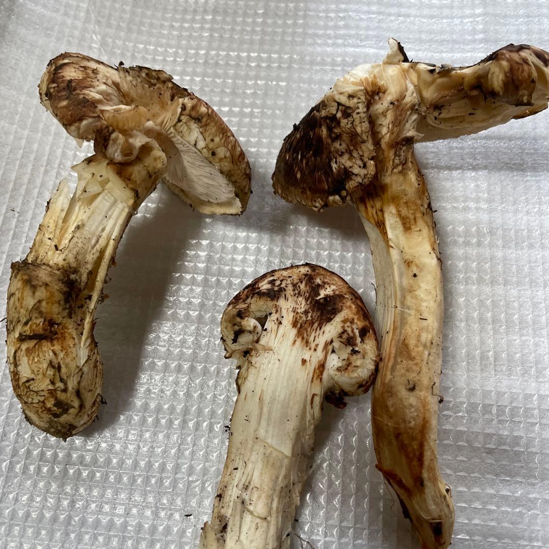 岩手県産　松茸