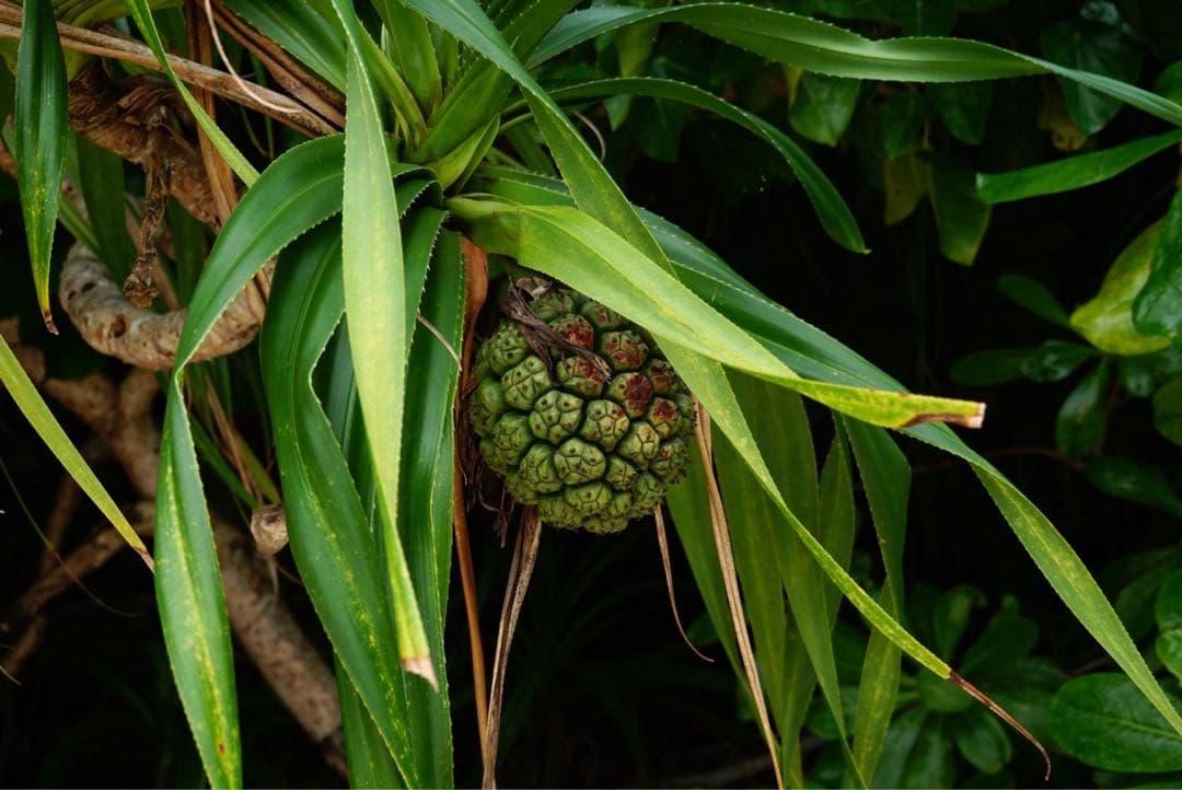 [即日配送・付属品多数・超美品]Sony rx100m7(サイバーショット)