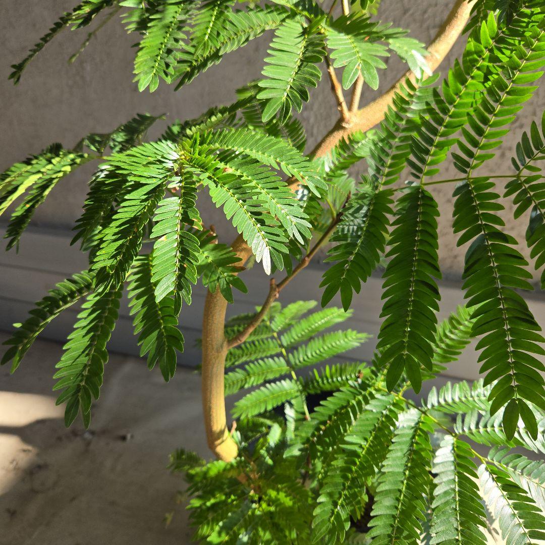 ④　エバーフレッシュ　曲がり仕立て　８号特大苗木最高等級極上品‼️