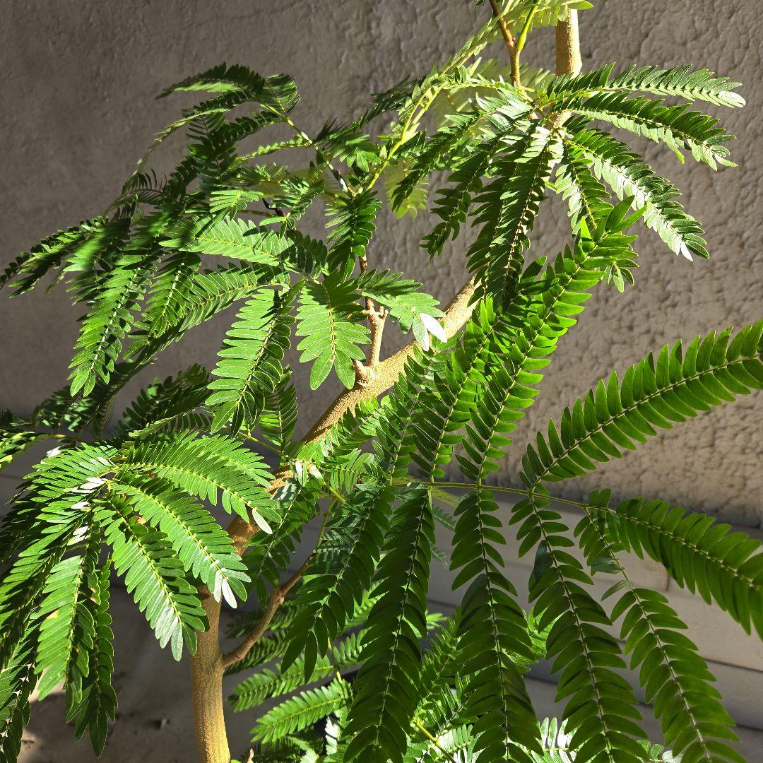 ④　エバーフレッシュ　曲がり仕立て　８号特大苗木最高等級極上品‼️