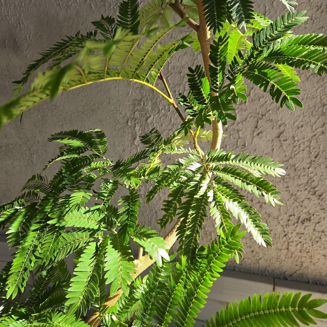 ④　エバーフレッシュ　曲がり仕立て　８号特大苗木最高等級極上品‼️