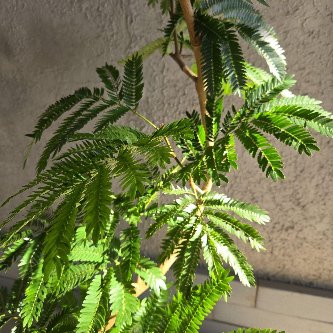 ④　エバーフレッシュ　曲がり仕立て　８号特大苗木最高等級極上品‼️